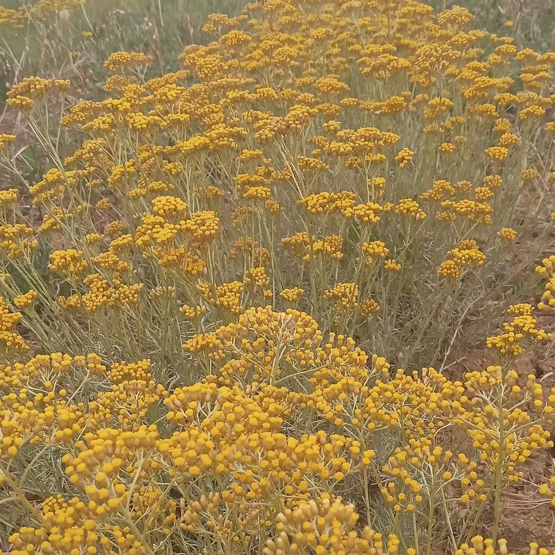 Hélichryse italienne